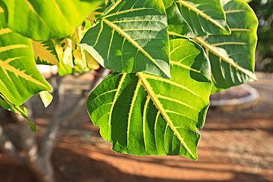 超级人类免激活码的游玩方法 卡顿＆延迟轻松解决